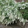 Aster Ericoides Snov Flurry